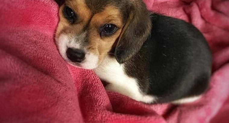 beagle  adorable