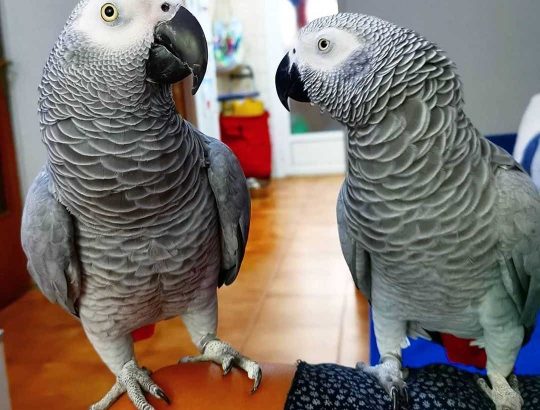 Congo African grey parrot available for ...