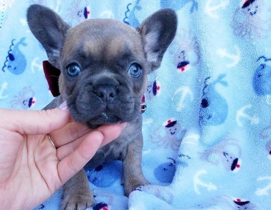 French bulldog puppies