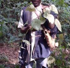 The best Powerful Herbalist in ogun state
