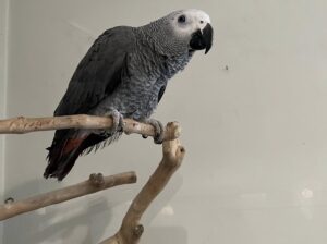Congo RedTail African grey parrots