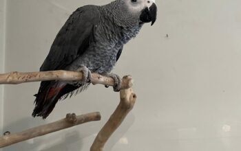Congo RedTail African grey parrots