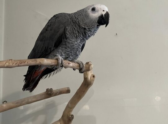 Congo RedTail African grey parrots