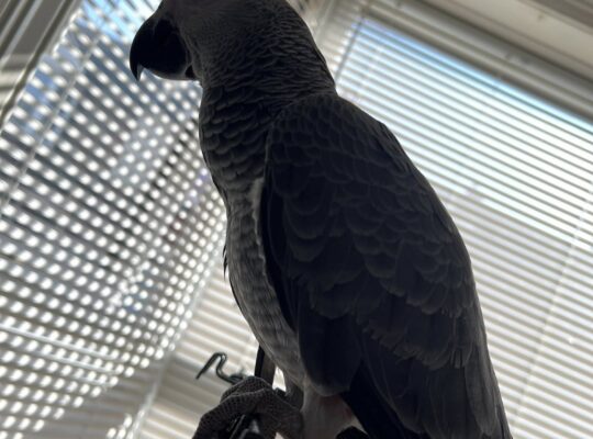 Congo RedTail African grey parrots