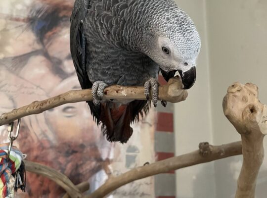 Congo RedTail African grey parrots